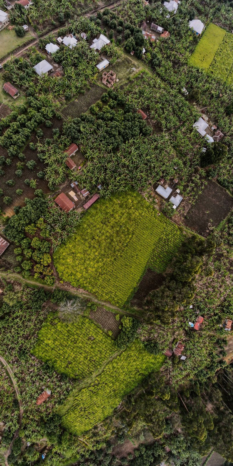 Vue aérienne de cultures et d’habitations dans un territoire agricole tropical